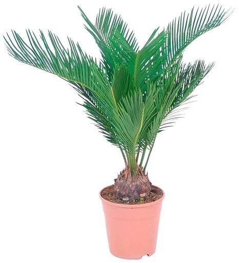Cykas japonský průměr květináče cca 14 cm