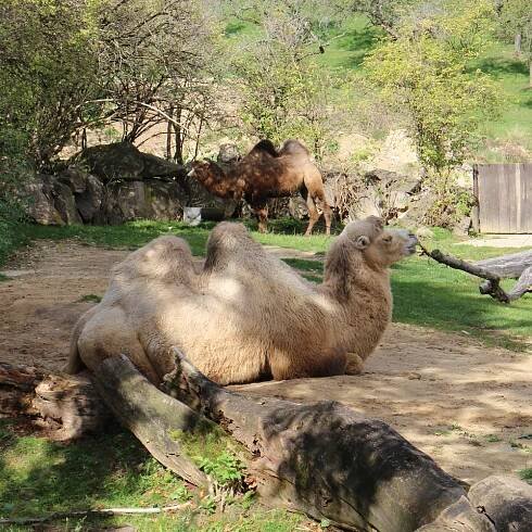 Bojnická zoologická záhrada | Zlavomat.sk