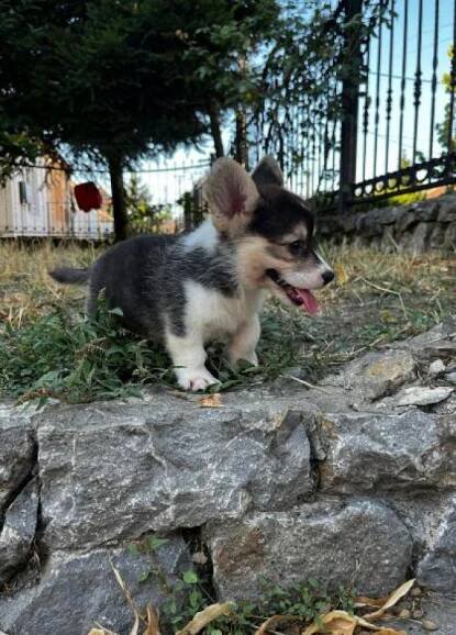 Seriózně.cz, Velšský Corgi Pembroke štěňata na prodej