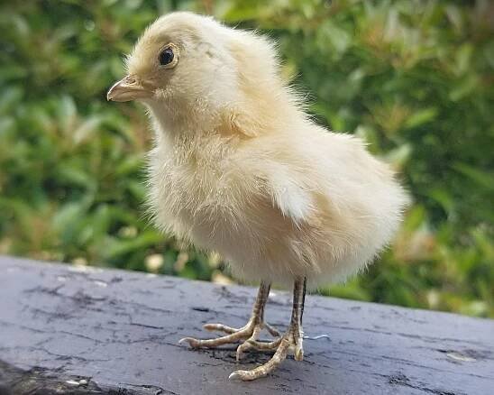 Slide 1 for Taxidermy Chick, Real Baby Chicks, Oddities, Curiosities