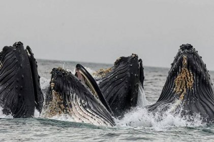 Zastavte vraždění velryb