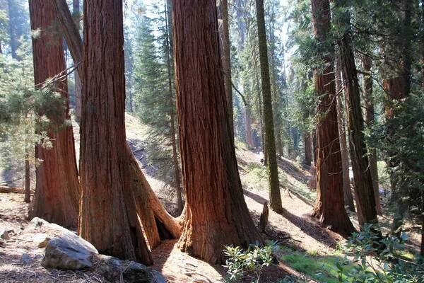 Národní park Sequoia v Kalifornii, USA — Stock obrázek
