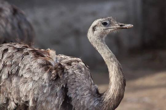 darwinova rhea (rhea pennata) - nandu pampový - stock snímky, obrázky a fotky