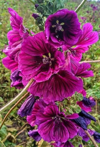 Sléz lesní maurský (Malva sylvestris var mauritiana)