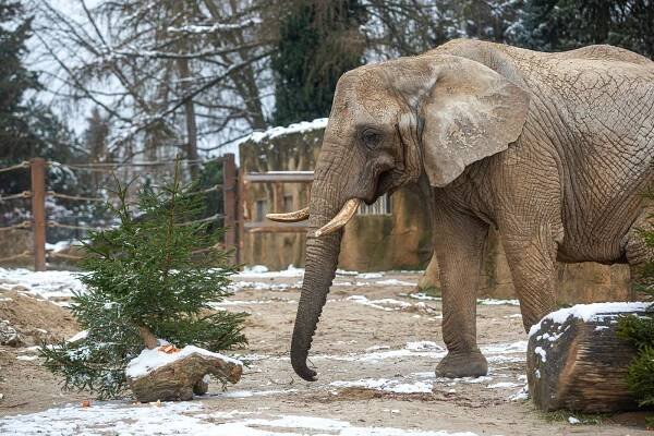FOTO: Levharta perského sníh nezaskočí, i pro jiná zvířata ze zoo je zpestřením