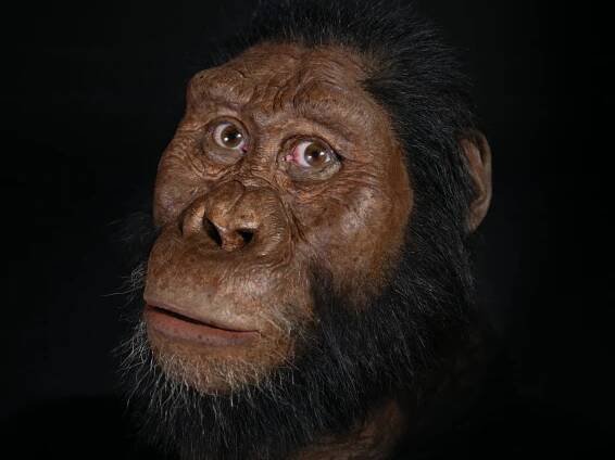 Další důkazy, že Australopithecus byl vymřelou opicí