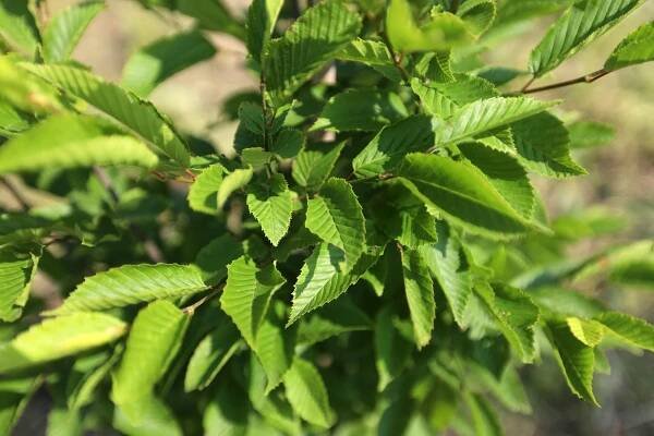 Habr obecný 'Lucas' (Carpinus betulus) – sazenice 40 – 70 cm