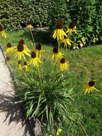 Echinacea paradoxa (Třapatka zvláštní) - eshop, prodej, semena, rostliny, pěstování, fotografie, množení, popis, atd