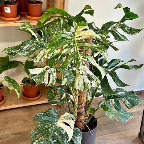 Monstera deliciosa ‘Albo-Variegata’ na tyči