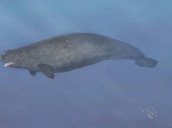 First-Ever Beluga-Narwhal Hybrid Found in the Arctic