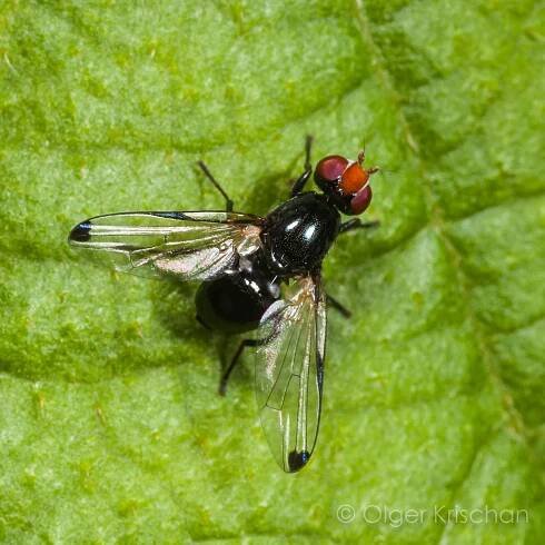Flies (BRACHYCERA) | kerfdier