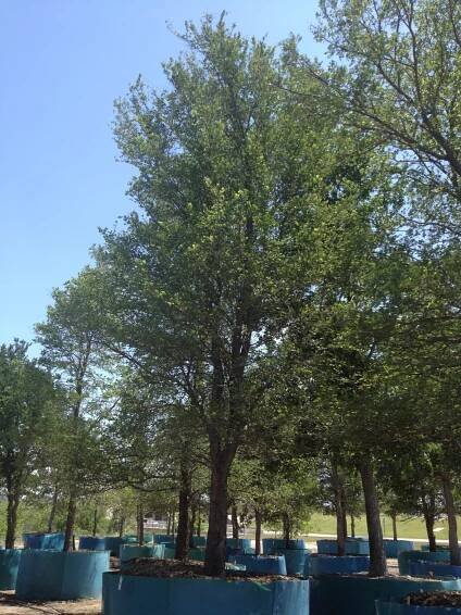 Cedar Elm Trees - Texas Tree Farm in McKinney, TX