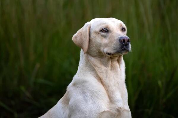 Riverview Farm Ray - Riverview Farm Kennel - THE British Labrador Kennel