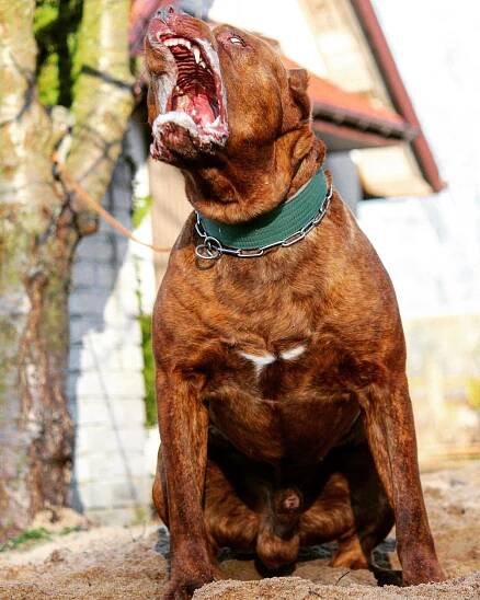 GALLERY - Andante Bandog
