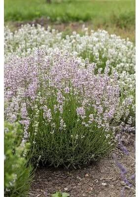 LEVANDULE RŮŽOVÁ - LAVANDULA ANGUSTIFOLIA "ROSEA"