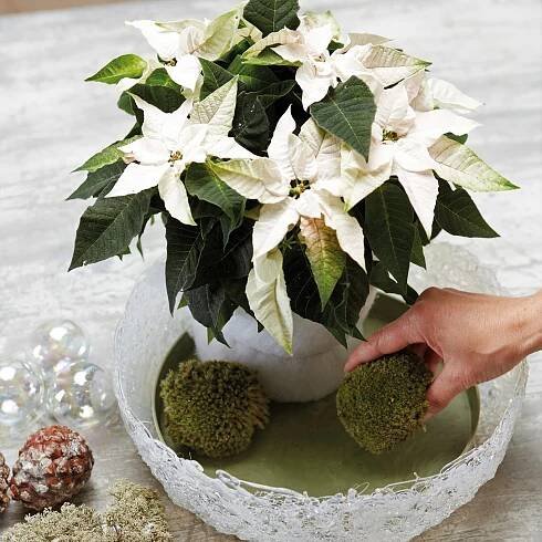 Poinsettii postavíme na talíř a okolo upravíme mech, šišky, lišejník a ozdoby