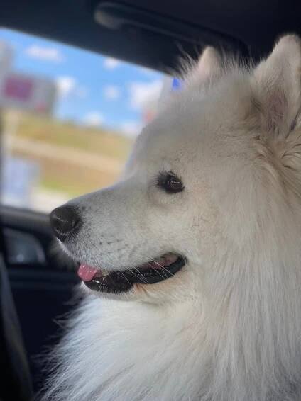 Barney pies samojed zdjecia cena rasa psa 12