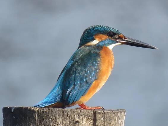 Ledňáček říční (Alcedo atthis) – Heyfetz.Eduard@gmail.com/Shutterstock