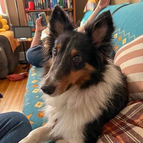 Nebraska Sheltie Rescue - Availabe Dogs