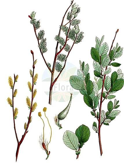Salix aurita - Salicaceae,Plantae,Pteridobiotina,Angiosperms,Malpighiales,Salicaceae,Salix,Salix aurita,Salix spiraeaefolia, Salix ulmifolia, Usionis aurita, Usionis uliginosa,Ohr-Weide;eared willow;eared sallow;round-eared willow;Saule à oreillettes;petit marsault;sauce de orejuelas;Salice dorato;salice auricolare;salice a orecchiette;geoorde wilg;salgueiro-orelhudo;ива ушастая;vimassa;uhorkasta vrba;bindvide;øret pil;wierzba uszata;rakita;füles fűz;vrba ušatá;vŕba ušatá;верба вушката;уховиднолистна върба;kõrvpaju;ausainais kārkls;ørevier;virpapaju;уваста врба;ausytasis karklas