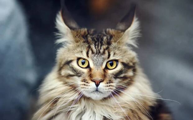 Maine Coon kočka jména (15 fotografií): krásné a vtipné přezdívky pro dívky Maine Coon