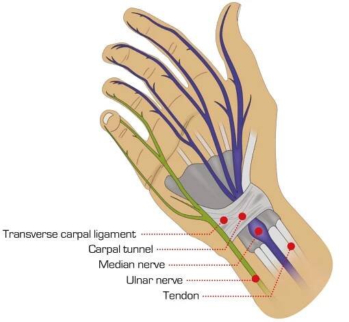 Ulnární nerv prochází do malíčku a prsteníčku a ovlivňuje karpální tunel.