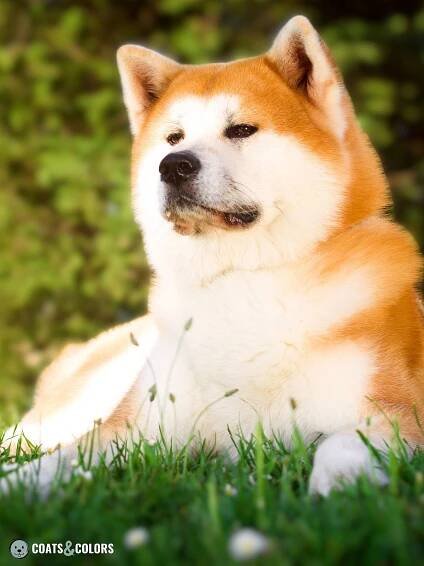 Japanese Akita Inu Coat Colors red markings