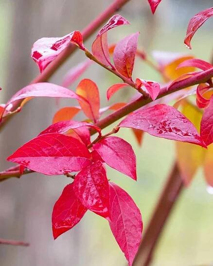 Premier Blueberry Bush (Vaccinium Ashei ‘Premier’) fall foliage