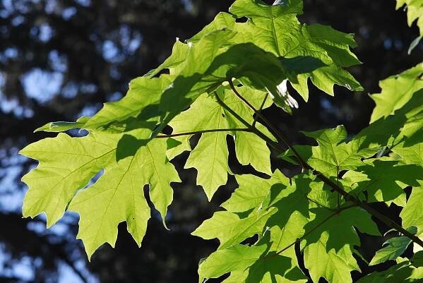 Atlas - fotogalerie: acer macrophyllum; 1
