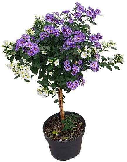 Gartenbau Lilkovník hořcokvětý (Solanum rantonetti) 2barevný cca 100cm, pr. 21cm nakoupit u OBI