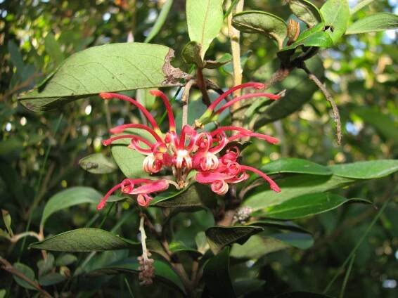 Grevillea miqueliana