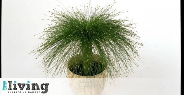 Skřípina / Scirpus cernuus