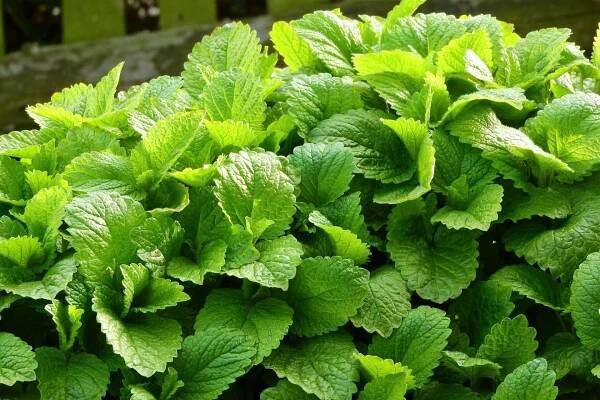 Byliny a koření na bolest hlavy: Meduňka lékařská (Melissa officinalis) je skvělá na uklidnění celého organismu. Prospívá při stresu, uvolňuje pocity úzkosti, zpříjemňuje spánek, používá se jako přírodní sedativum. Při bolestech hlavy a migréně se doporučuje jemně masírovat podrcenými listy čelo a spánky. 