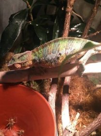 Chameleon pardálí Ambilobe