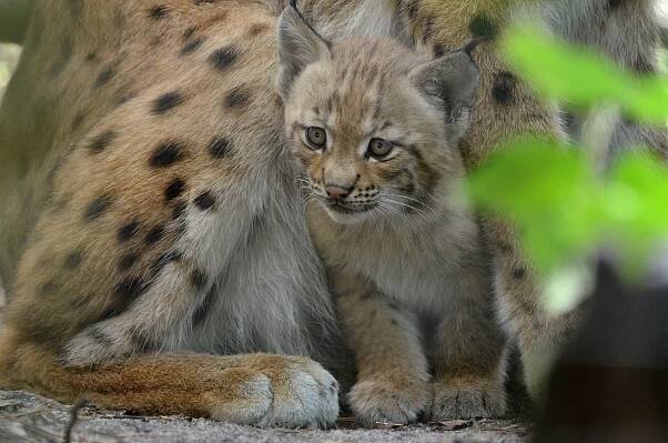 Děčínská zoo se chlubí mládětem rysa ostrovida, odchov se podařil po pěti letech