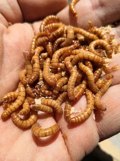 Mealworms