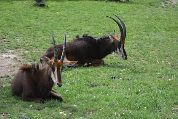 Rozhovor Zoo Praha - VVS Verměřovice s.r.o.