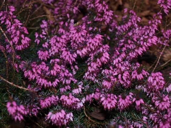 Erica carnea Challenger- růžovočervená Vřesovec pleťový Challenger - PRODEJ ROSTLIN