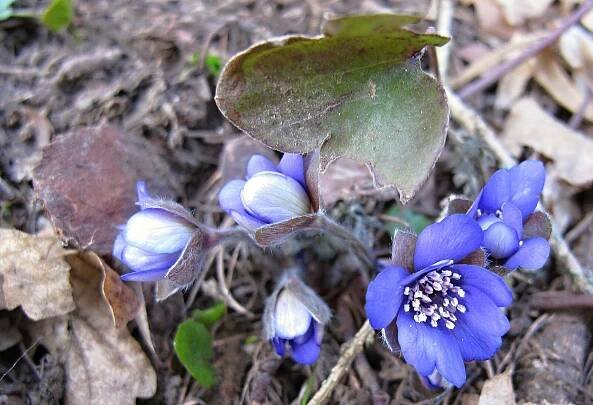 File:Hepatica nobilis Mill. 3.jpg