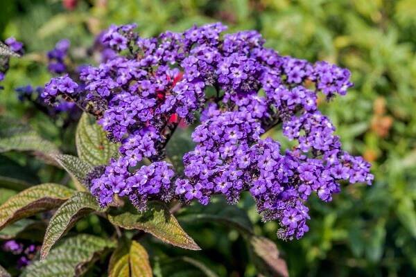 Growing Heliotropes: Fragrant Vintage Charmers