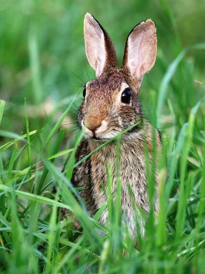 Eastern cottontail