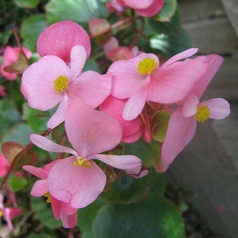 Semená begónie – Begónia Super Olympia Rosa F1 – Begonia semperflorens