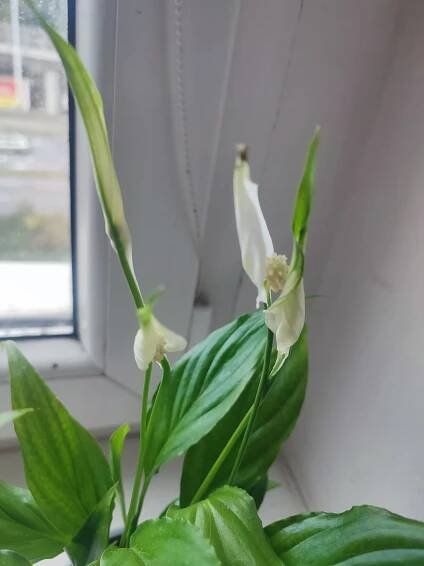 Lopatkovec / Spathiphyllum / Toulcovka #2