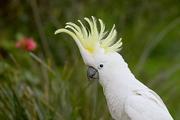 Papoušci kakadu v Austrálii se navzájem učí, jak vyrabovat popelnice – ZOO Magazín