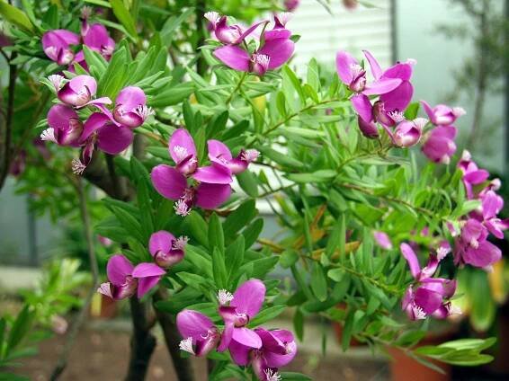 Polygala myrtifolia en jardín