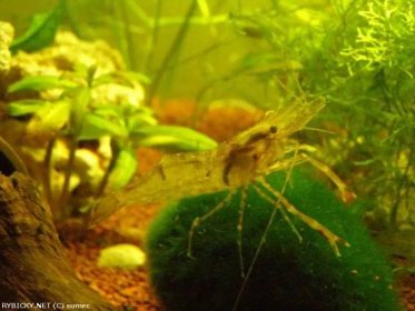 Krevetka kroužková - Macrobrachium assamensis