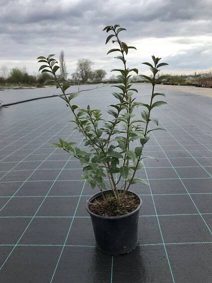 Ligustrum vulgare ‚Atrovirens‘ – Ptačí zob poloopadavý – Okrasné a ovocné školky Svoboda