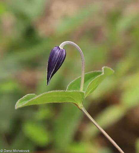 Clematis integrifolia – plamének celolistý