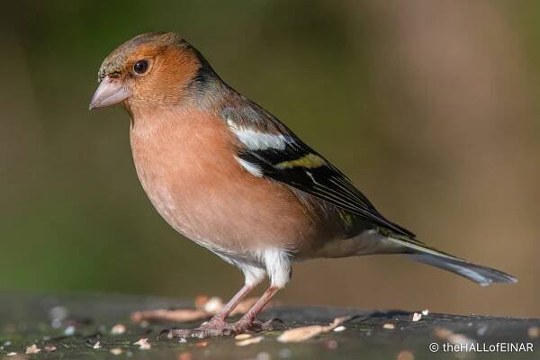 Chaffinch - The Hall of Einar - photograph (c) David Bailey (not the)