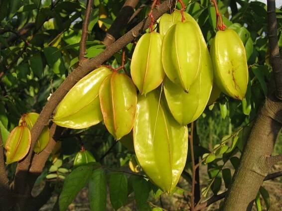 Carambola, ovocný strom ve tvaru hvězdy